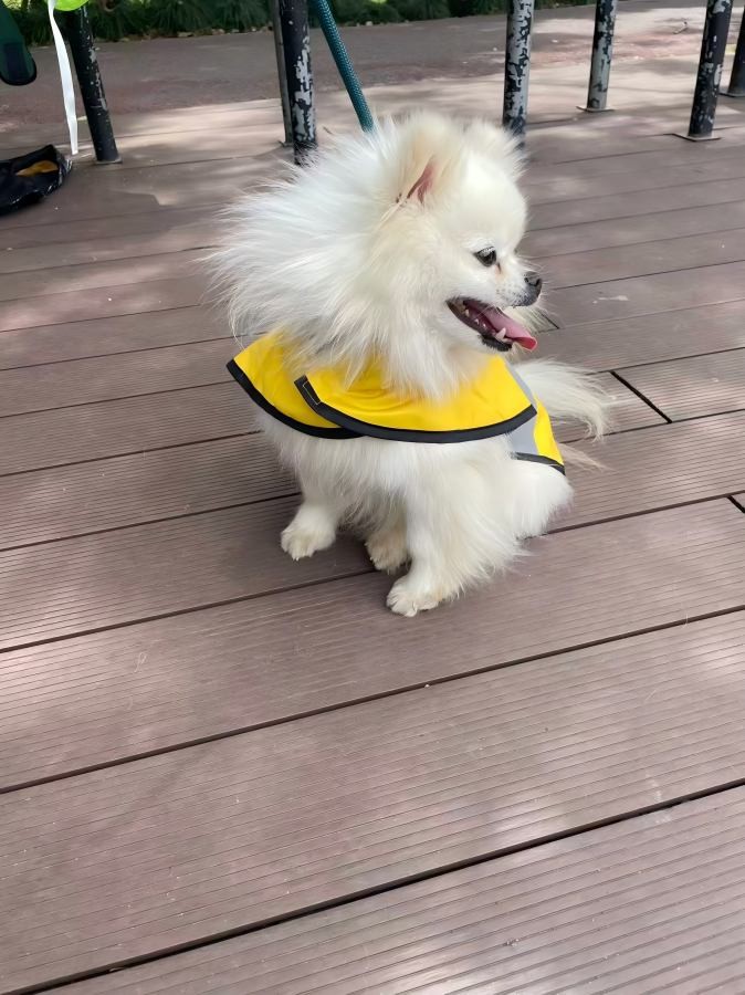 PL2402 Pet Raincoat
