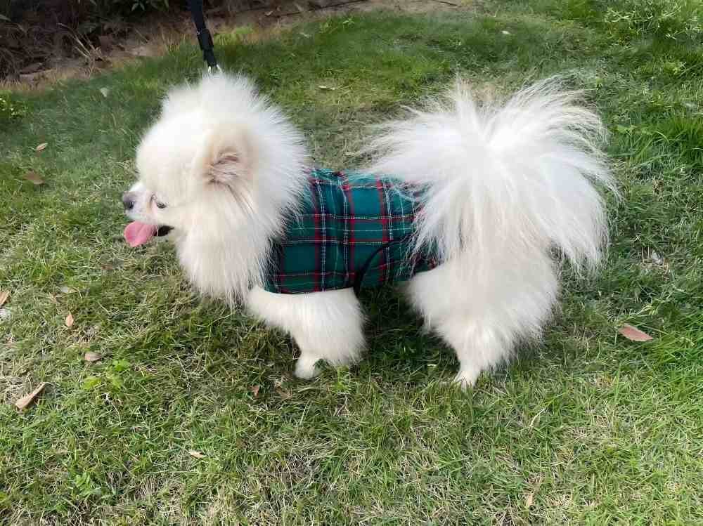 PL2512 Pet Coat  