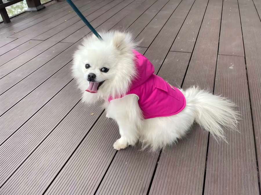 PL2526 Pet Coat  