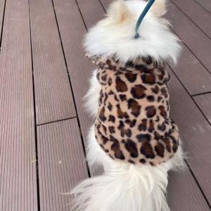 PL2529 Pet Coat 