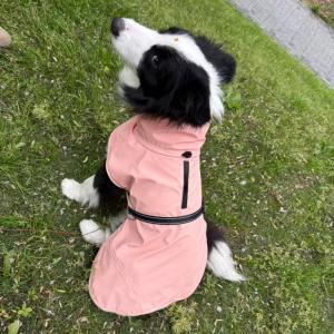 PL2609-02 Pet Raincoat 
