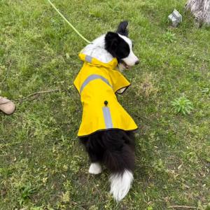 PL2610 Pet Raincoat 