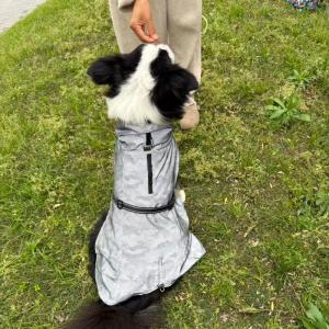 PL2611  Pet Raincoat 